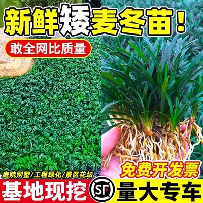 日本矮麦冬草玉龙草庭院草坪绿化地被植物细叶金边耐寒小麦冬草苗