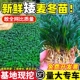日本矮麦冬草玉龙草庭院草坪绿化地被植物细叶金边耐寒小麦冬草苗
