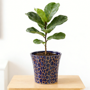 陶瓷花盆带托盘特大号绿植君子兰绿萝多肉阳台室内