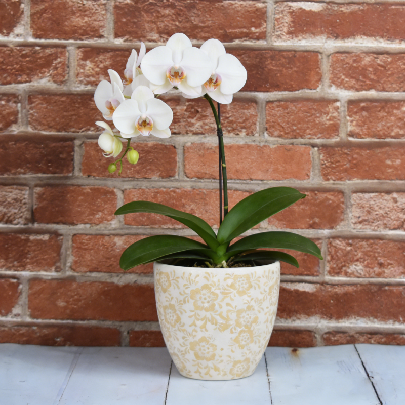 陶瓷花盆特大号绿植兰花花盆陶瓷花瓶花器桌面鹅蛋带孔送底托,鲜花速递/花卉仿真/绿植园艺,花盆,淘宝优惠券,粉丝福利购,淘宝优惠卷