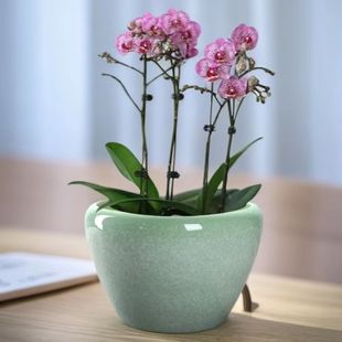 简约桌面文竹花盆多肉绿植蝴蝶兰盆栽创意花卉室内植物陶瓷花盆
