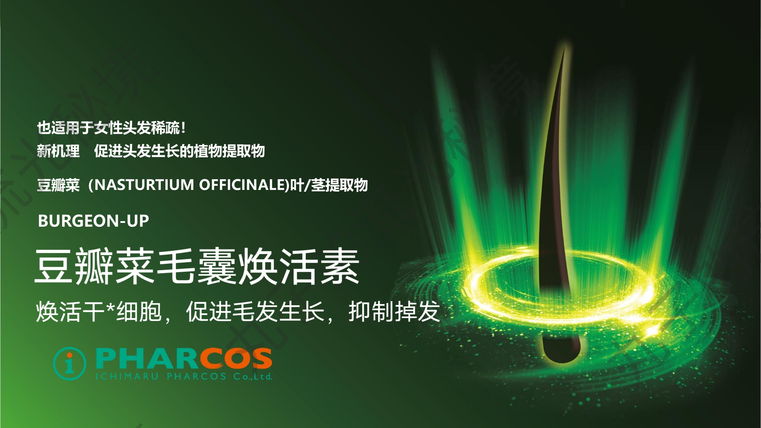 日本一丸专利豆瓣菜毛囊焕活素 活化gan细胞增发防掉 白转黑原料