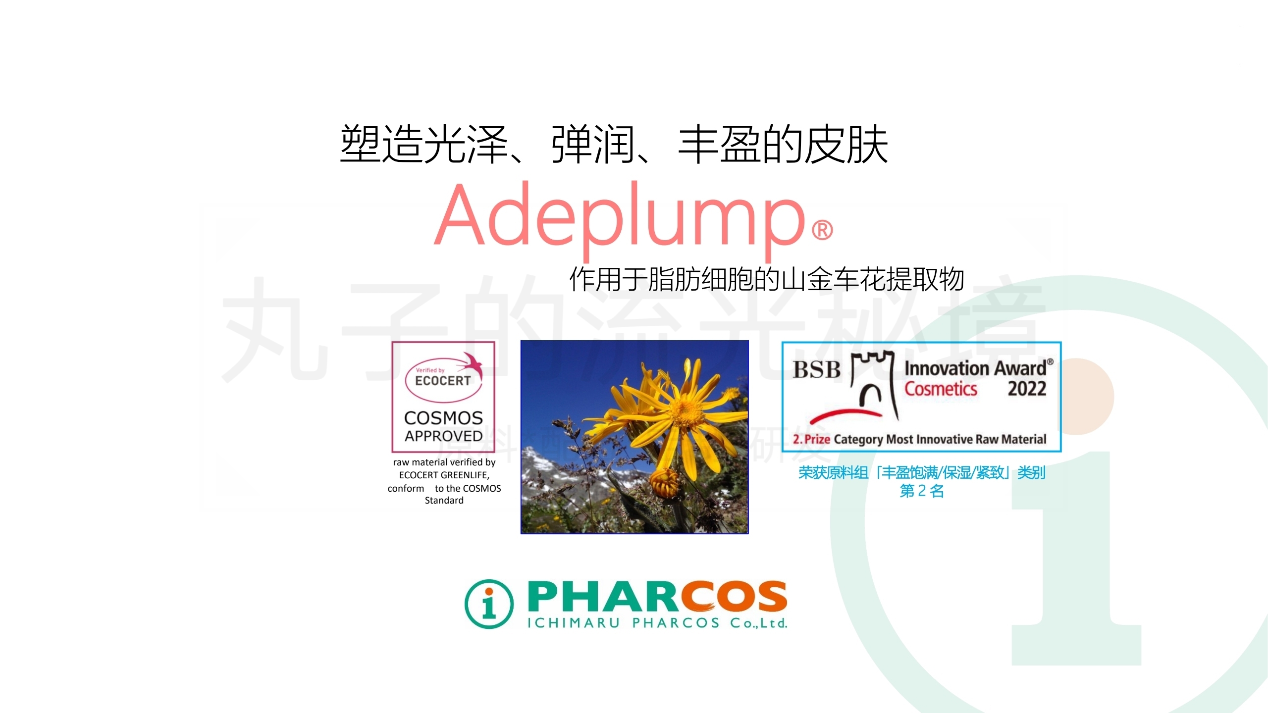 日本一丸专利山金车花 促生脂肪及HA 丰盈饱满淡纹 增弹 护肤原料