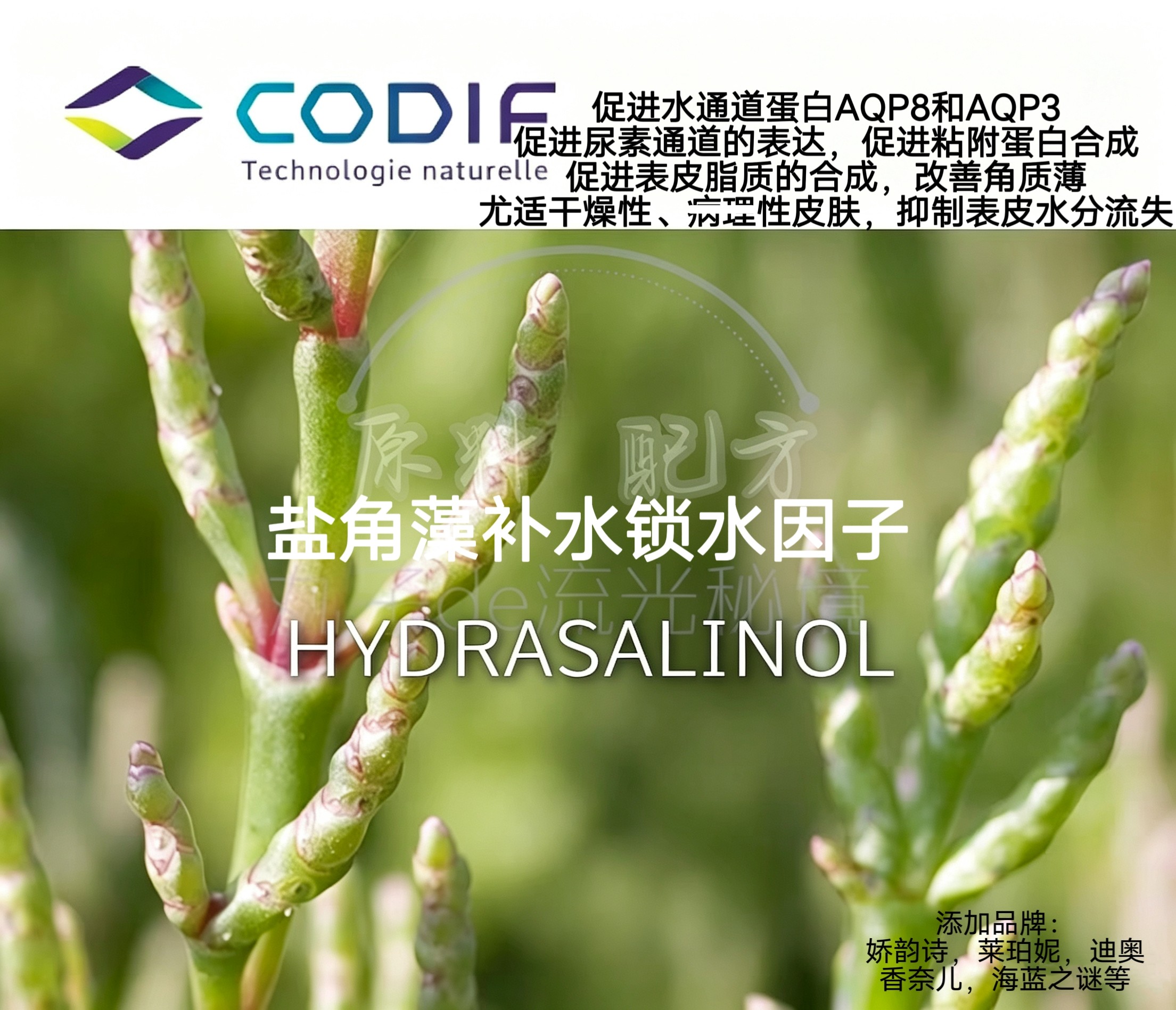法国CODIF盐角藻油溶 舒缓受损Y焱强效保湿补水K缞护肤原料
