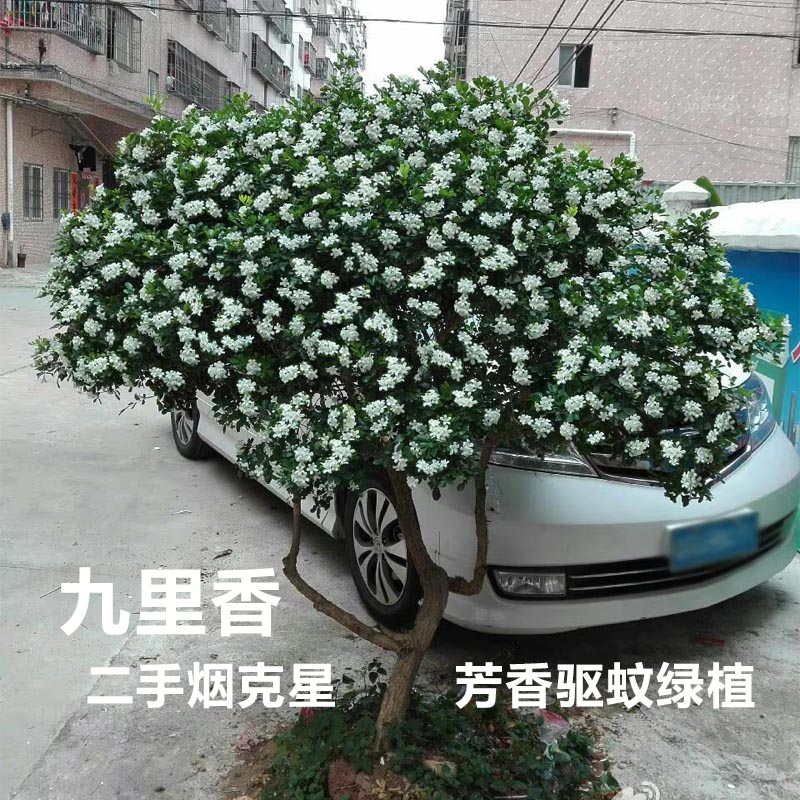 九里香树苗庭院室内外净化空气驱蚊浓香花卉盆栽苗四季常青绿植物