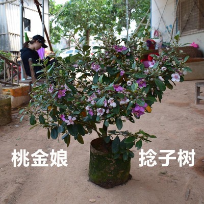 山捻子桃金娘树苗别墅庭院花树苗