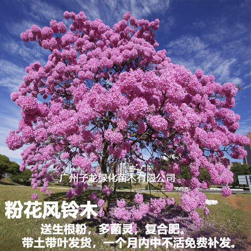 进口紫花风铃木树苗墅庭院花树