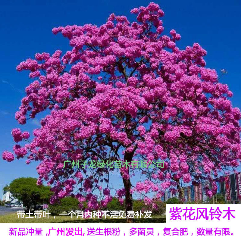 进口多花红花紫花风铃木树苗别墅庭院绿化开花树风景树行道树绿植