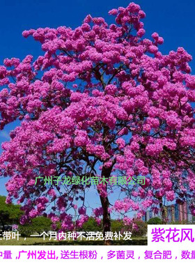 进口多花红花紫花风铃木树苗别墅庭院绿化开花树风景树行道树绿植