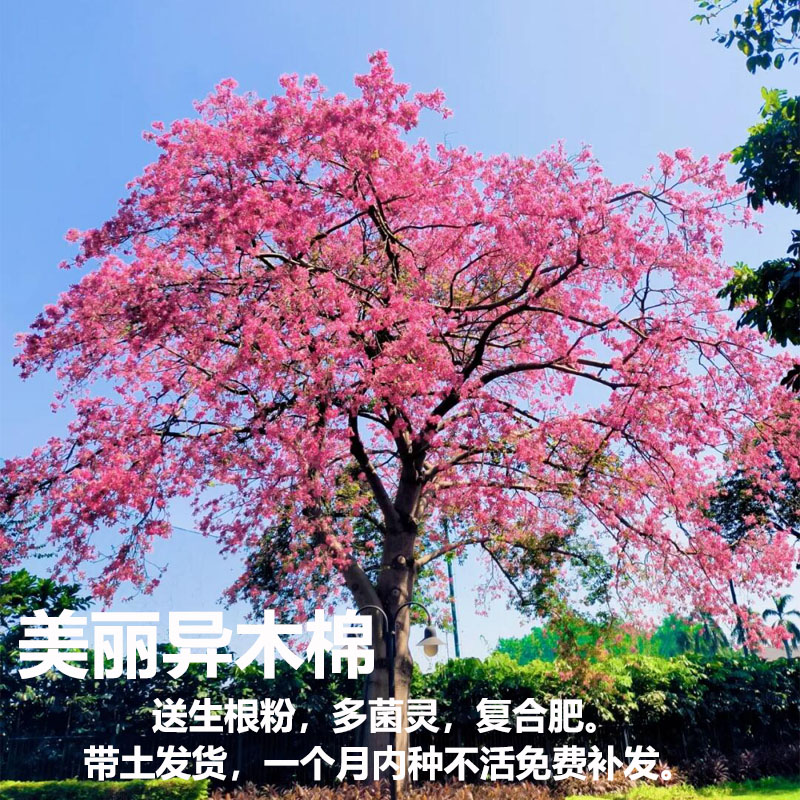 美丽异木棉树苗大肚子庭院花树