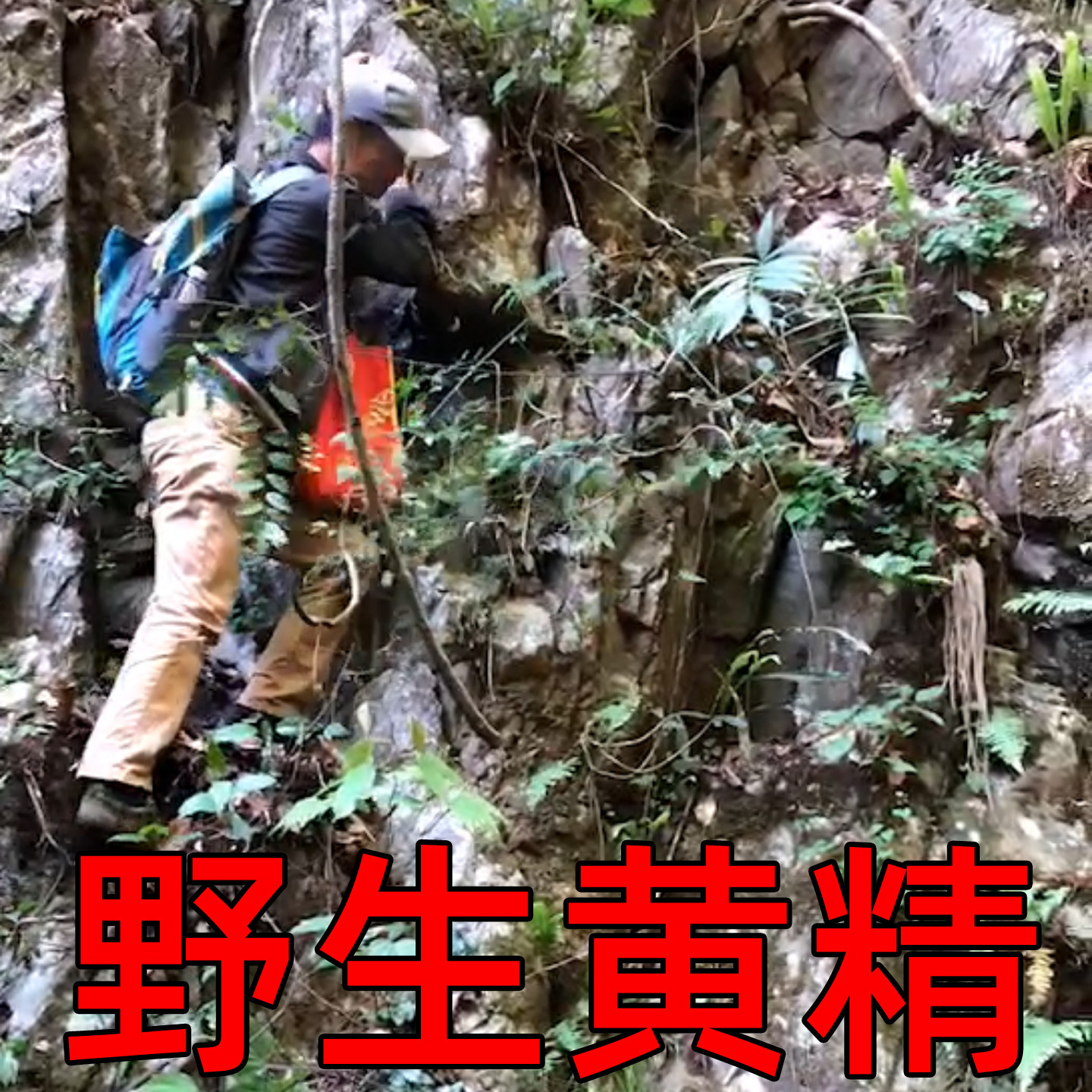 深山野生多花姜型鸡头黄精可九蒸九晒制味香浓一斤干货煲汤中药材