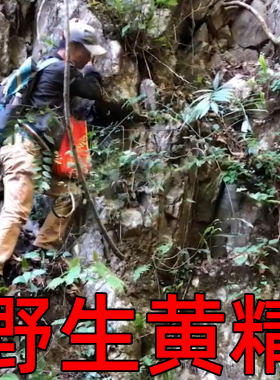 深山野生多花姜型鸡头黄精可九蒸九晒制味香浓一斤干货煲汤中药材