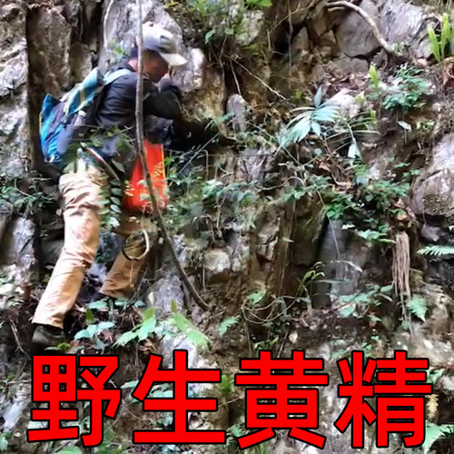 真野生黄精干货的香味特别浓