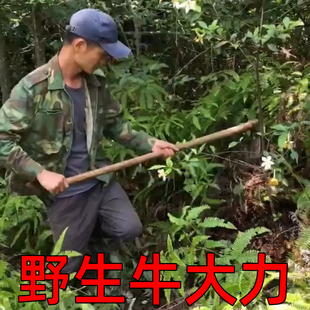 真野生牛大力深山大力薯正宗纯金钟根干货甘甜可煲汤中药材泡酒