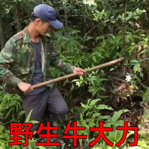 野生牛大力煲汤泡酒的味道甘甜