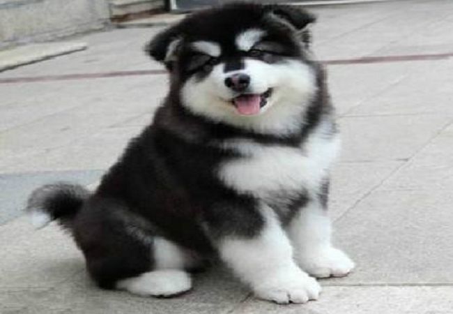 厦门活体巨型阿拉斯加雪橇犬纯种阿拉幼犬大骨架赛级