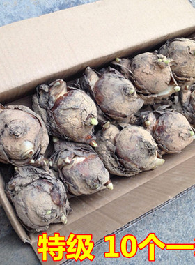 正宗漳州特级水仙花花卉种子大种球冬季花卉室内水培植物正庄水仙