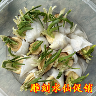 【雕刻水仙促销】漳州水仙花种球已雕刻好未泡水带苞水培花卉盆栽