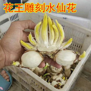 【大花王雕刻水仙球】未泡水漳州水仙花大种球已刻好带花苞单复瓣