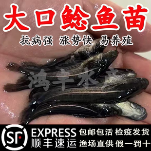 大口鲶鱼苗两须淡水鱼大口鲶鱼苗养殖食用南方凶猛路亚二须鲶鱼苗
