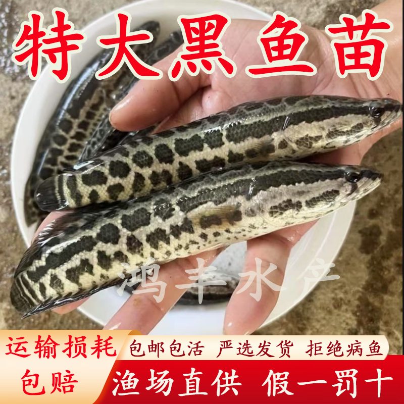 黑鱼苗淡水养殖食用好养乌鳢生财鱼苗活体批发冷水观赏鱼小乌鱼苗
