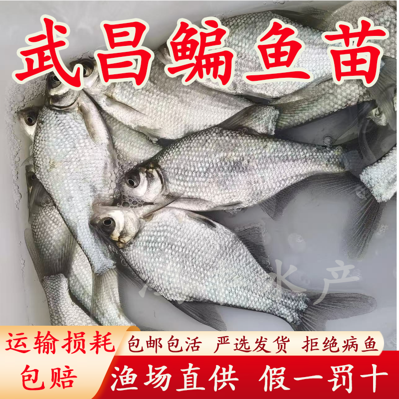 武昌鱼苗活体淡水养殖扁鱼苗三角鲂团头鲂柳叶鳊鱼食用草鳊鳊鱼苗