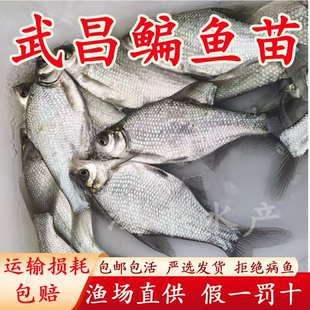 武昌鱼苗活体淡水养殖扁鱼苗三角鲂团头鲂柳叶鳊鱼食用草鳊鳊鱼苗