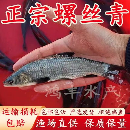 螺蛳青鱼苗淡水养殖优质青鱼草鱼鱼苗鲩鱼观赏鱼黑鲩淡水青鱼鱼苗