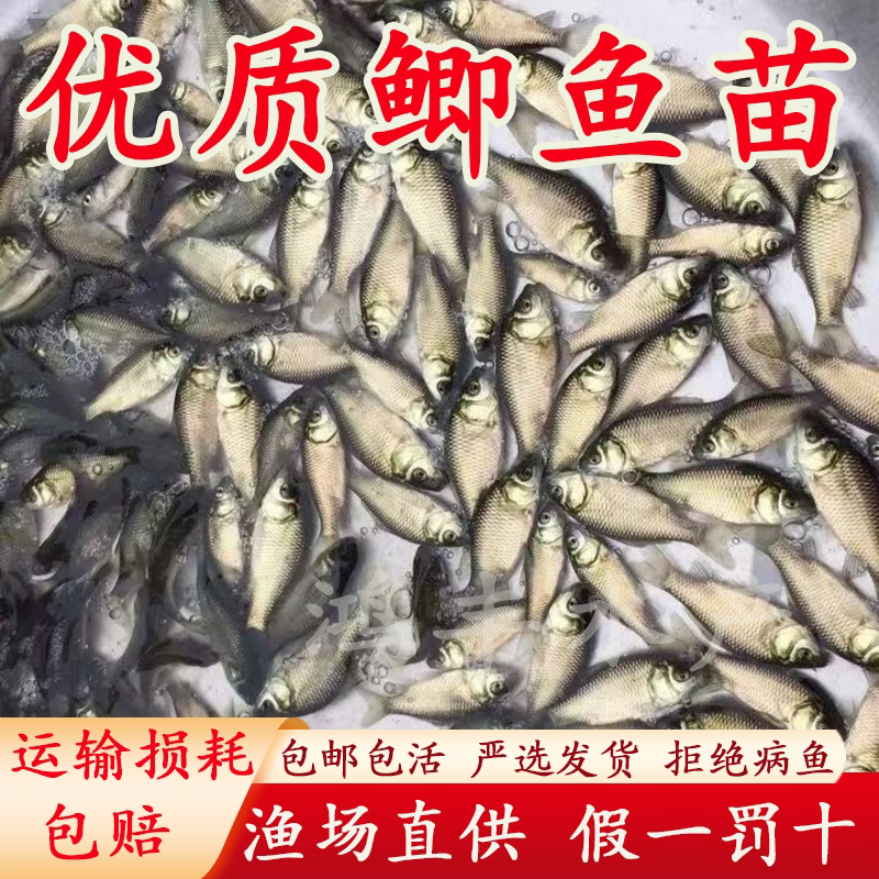 鲫鱼苗中科三号鲫鱼苗活体快大鲫土鲫鱼苗白鲫湘云鲫中科五号鲫鱼