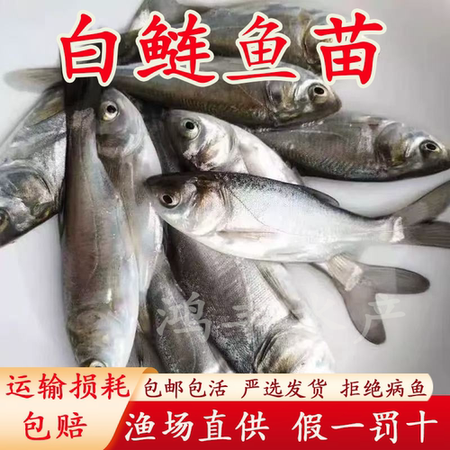 白鲢鱼苗活体淡水好养殖冷水观赏鱼饲料鱼特价大头花鲢鳙鳊鱼苗
