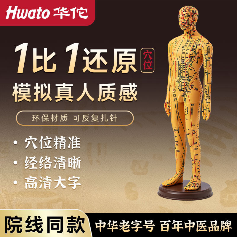 华佗牌针灸穴位人体模型可扎针经络全身大图小铜人练习模特仿真人