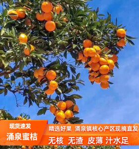 浙江临海涌泉蜜桔农户自产自销