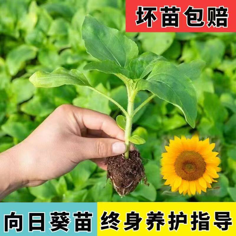 向日葵花秧苗可食用观赏观花油葵种苗矮生多头高杆中高考一举夺魁