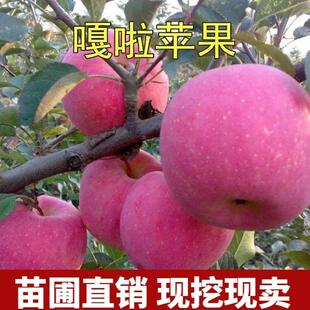 苹果树苗正宗新嘎拉苹果苗红皇家嘎啦苹果苗嫁接果树苗新品种特大