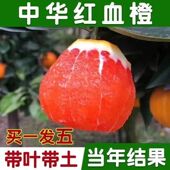 新品 种中华血橙橙血橙苗红肉脐橙果树苗甜橙冰糖蜜橙子树当年结果