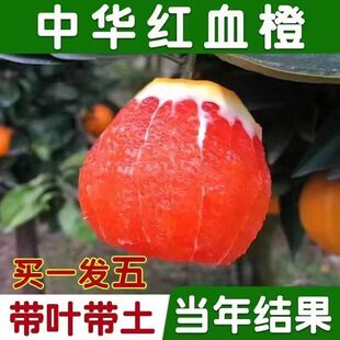 新品种中华血橙橙血橙苗红肉脐橙果树苗甜橙冰糖蜜橙子树当年结果