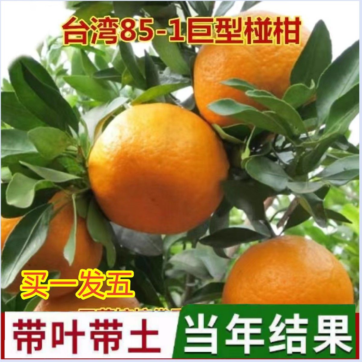 特大嫁接台湾85-1巨型椪柑苗无核芦柑桔橘子果树当年结果四季盆栽