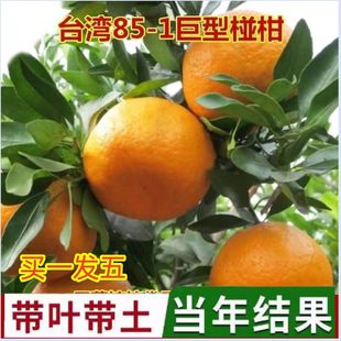 特大嫁接台湾85-1巨型椪柑苗无核芦柑桔橘子果树当年结果四季盆栽