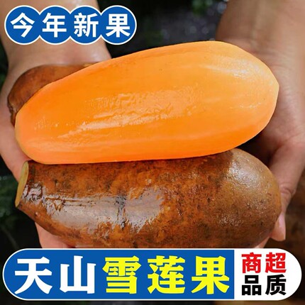 云南天山雪莲果新鲜水果当季现挖脆甜黄心红心雪连果时令大果整箱