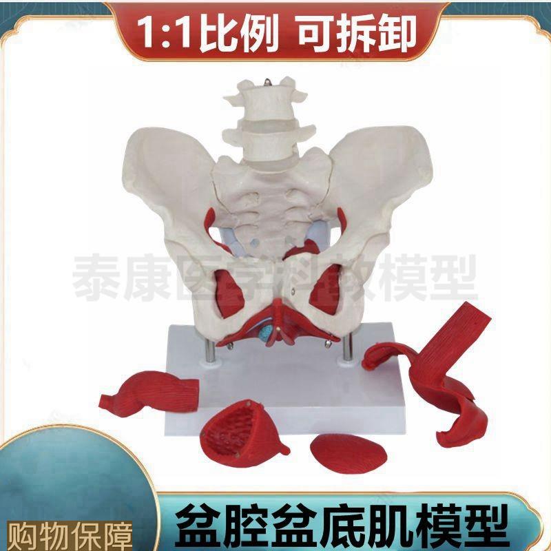女盆骨模型 盆底肌 子宫生殖 产后功能修复 会阴解剖展示家政培训