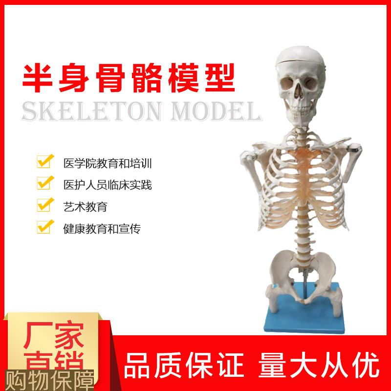 半身人体骨骼模型骨架模型解剖学艺术教学演示医学科研骨骼模型