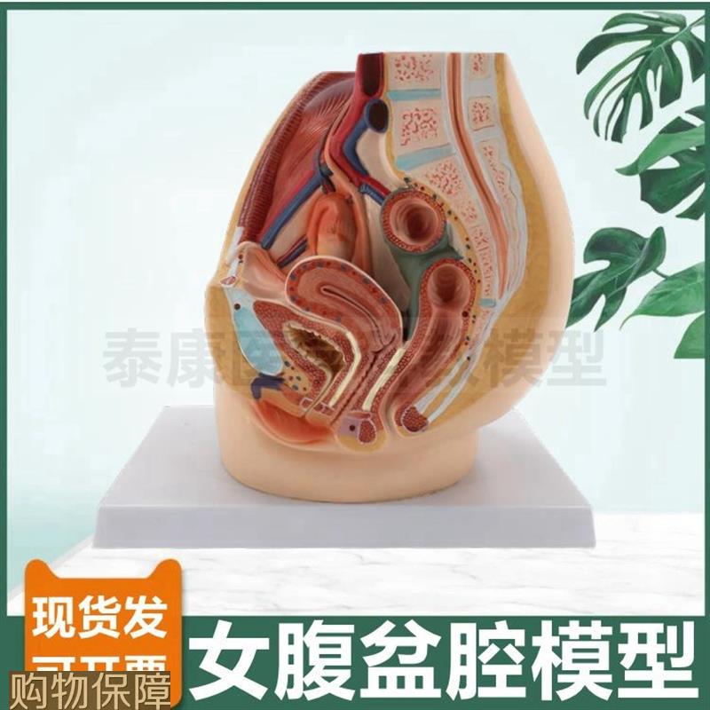 女腹腔模型可拆卸盆底肌器官子宫生殖泌尿道盆腔解剖腰部肌肉神经