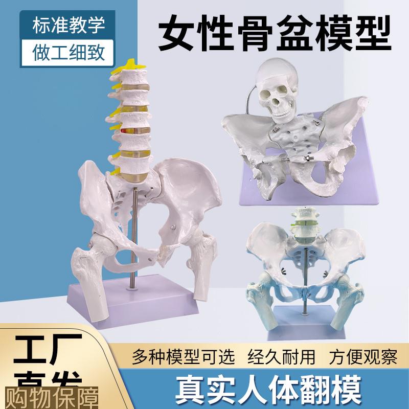 自然大女性骨盆标本模型髂骨坐骨耻骨产后康复盆底肌教学演示模型