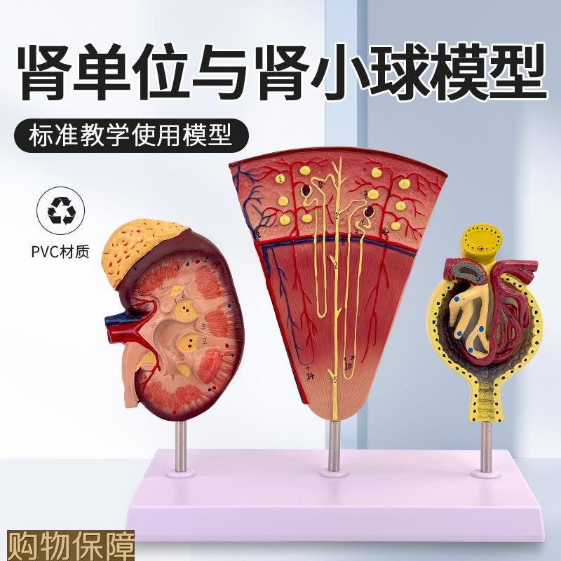 肾与肾单位 肾小球模型 人体肾模型 肾脏模型 肾脏解剖模型 肾科