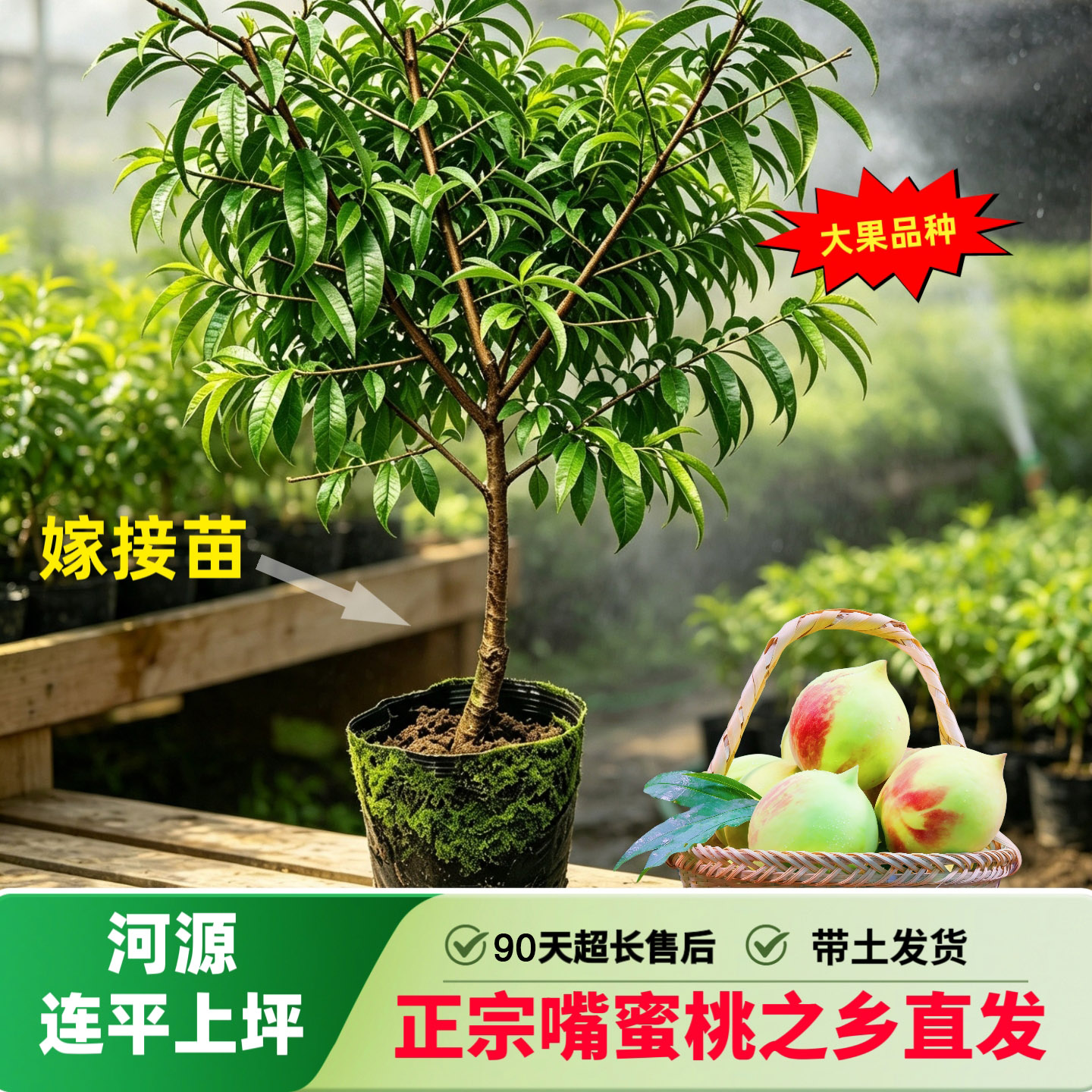 广东河源连平上坪鹰嘴蜜桃嫁接苗果树种子/种苗
