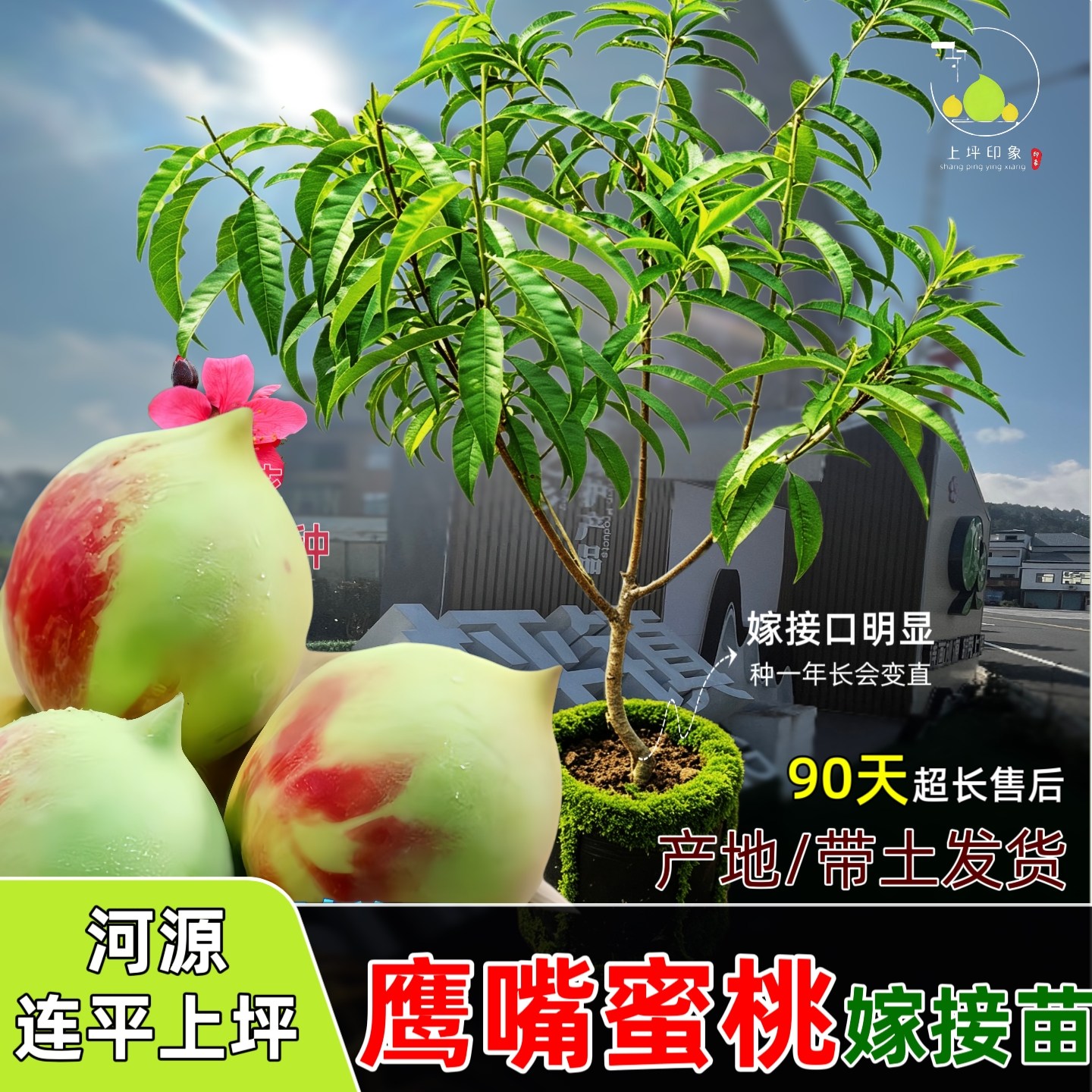 连平上坪鹰嘴蜜桃嫁接苗桃树苗盆果树种子/种苗