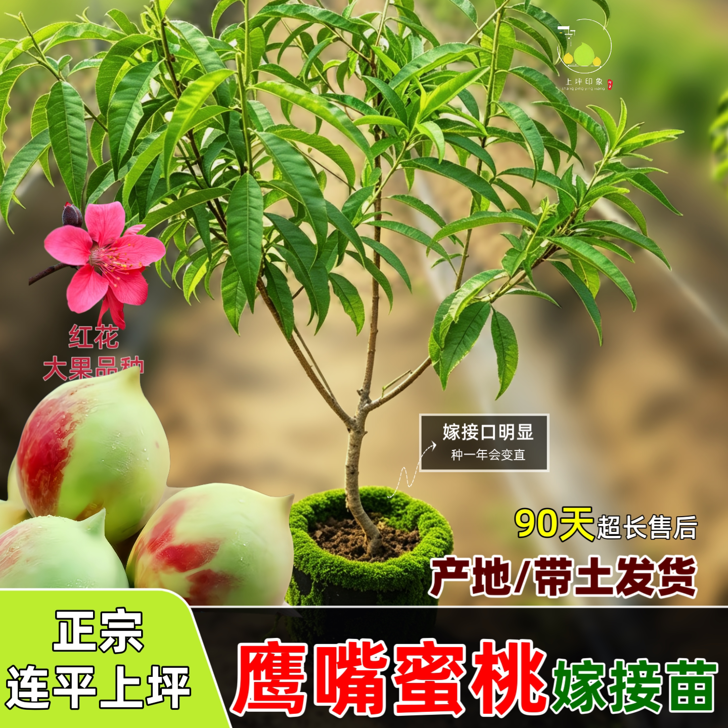 连平上坪鹰嘴蜜桃嫁接苗桃树苗盆果树种子/种苗