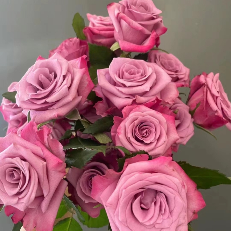 【嫣然】月季花苗灌木