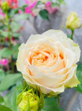 教母 日月切花月季花苗直立勤花奶绿色大包子 花瓣多庭院栽植