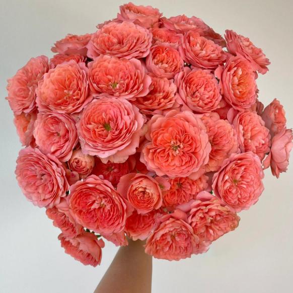 杏色果汁月季花苗勤绿